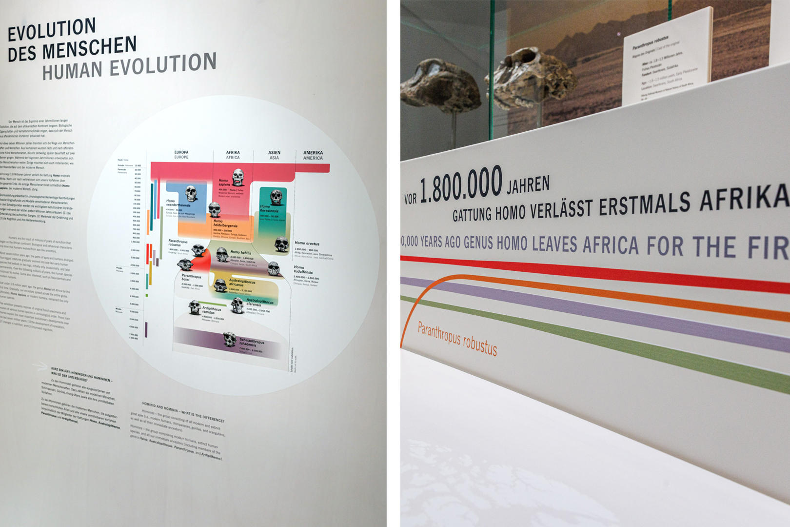 Ausstellung Evolution des Menschen im Staatlichen Museum für Naturkunde Karlsruhe