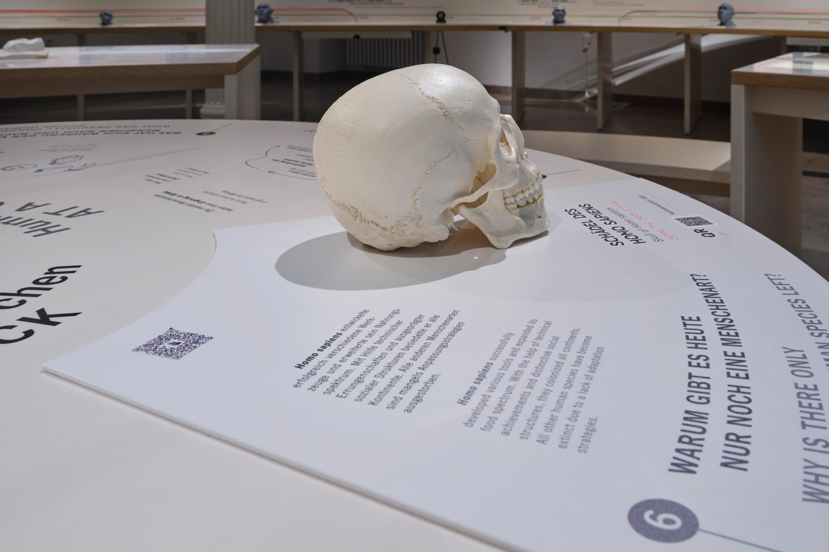 Ausstellung Evolution des Menschen im Staatlichen Museum für Naturkunde Karlsruhe