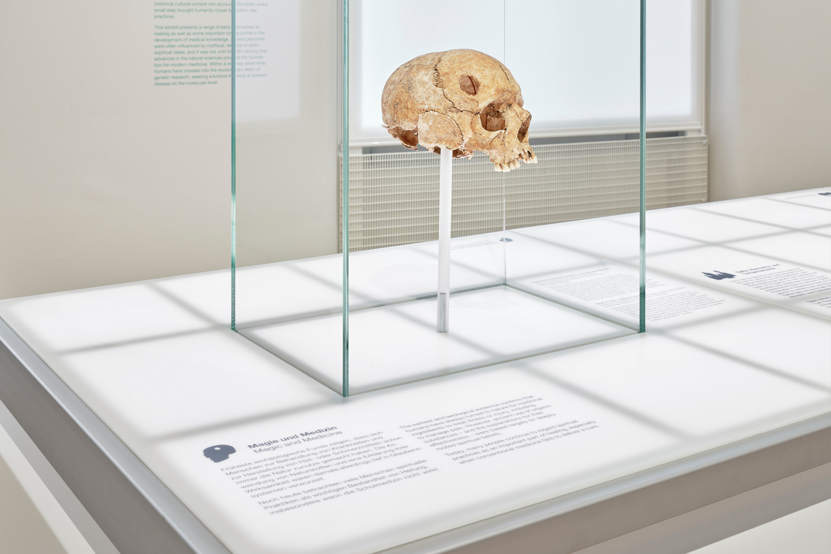 Senckenberg Naturmuseum Ausstellung Natur und Medizin