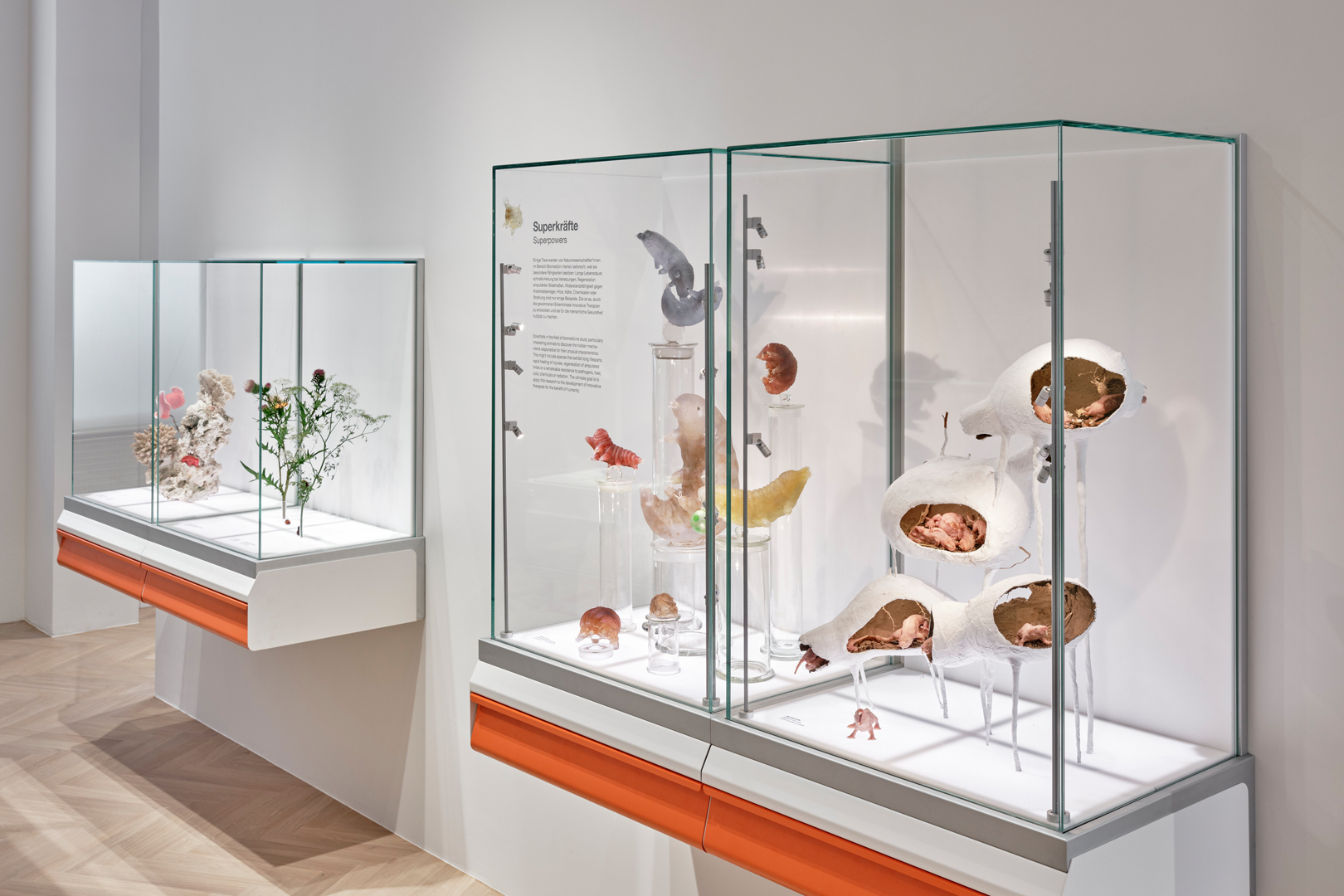 Senckenberg Naturmuseum Ausstellung Natur und Medizin