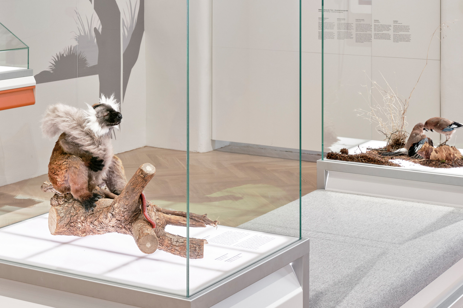 Senckenberg Naturmuseum Ausstellung Natur und Medizin