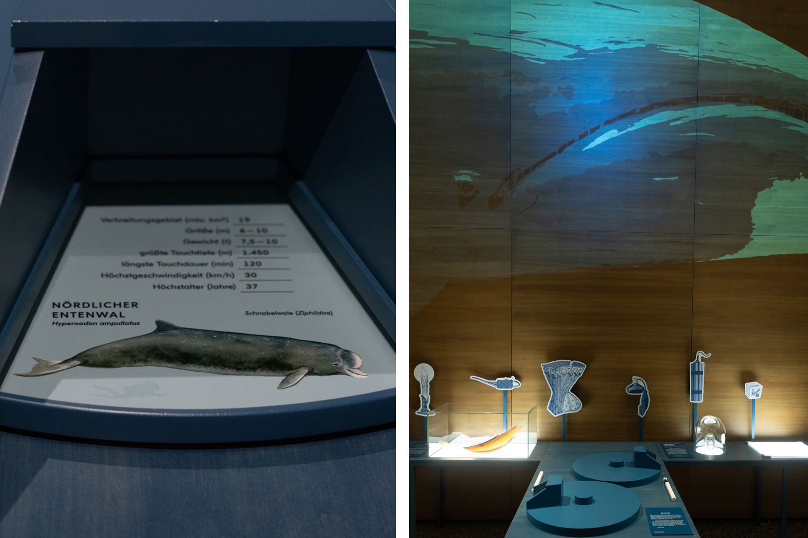 Ausstellung Die Welt der Wale im Hessischen Landesmuseum